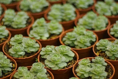 12 самых неприхотливых комнатных растений: фото и названия | ivd.ru