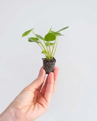 Комнатные растения, приносящие удачу | swjournal.ru | Дзен