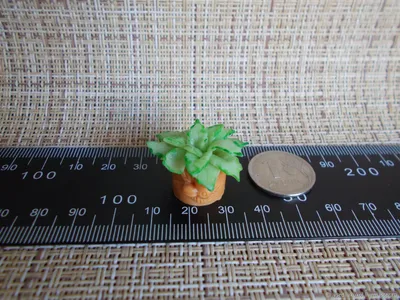 Маленькие растения (46 фото) - 46 фото