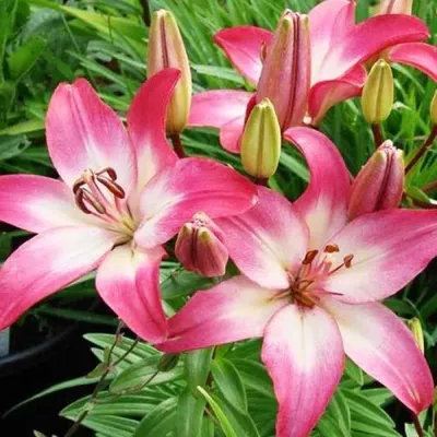 Лилия азиатская Lilium Asiatic \"Tiny Diamond\" : С2/3 | Сибирские газоны -  Сибирские газоны