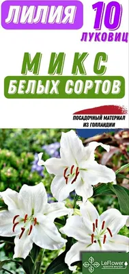 Лилии на этапе завоевания моего сердца: у каких красоток еще есть шансы?) |  Цветы без границ! 🌺 | Дзен