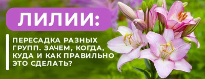 Низкорослые лилии сорта с фото — купить по низкой цене на Яндекс Маркете