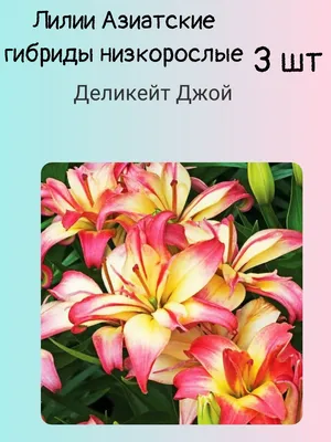 Пересадка лилий разных групп: зачем, когда, куда – как правильно это сделать