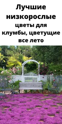 Лучшие низкорослые цветы для клумбы, цветущие все лето | Клумбы, Цветущие  кустарники, Уличные растения