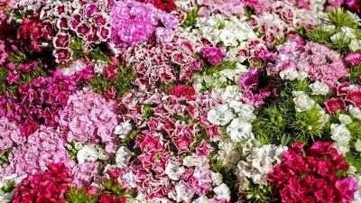Цветы садовые однолетние - 69 фото
