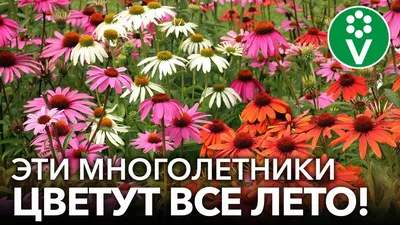 Цветы низкорослые цветущие все лето - 67 фото