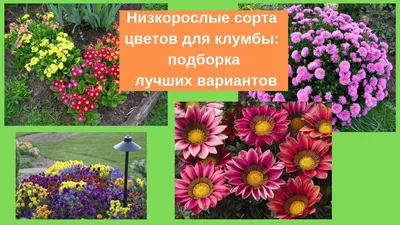 Низкорослые многолетние цветы, которые цветут все лето - YouTube