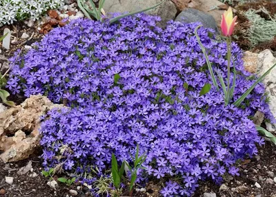 Низкорослые цветы для клумб, которые будут цвести всё лето |  Schattenpflanzen garten, Bodendecker, Garten