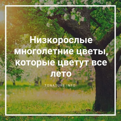 Низкорослые цветы на участке: виды, фото и схемы посадки | Компания  «Большая земля»