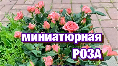 Роза низкорослая | Сравнить цены и купить на Prom.ua