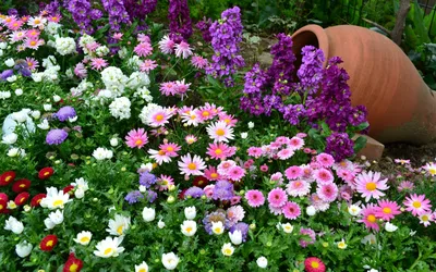 Какие есть сорта низкорослых цветов для клумбы: названия растений и их  виды, оформление цветника, советы