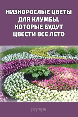 Низкорослые цветы для сада: виды, описание и советы по оформлению клубмы