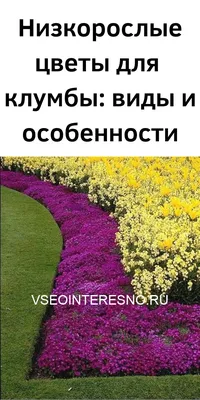 Низкие цветы для клумбы цветущие многолетники - 76 фото