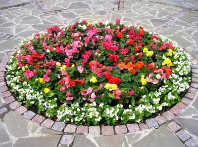 садовые цветы для посадки садовником весной. концепция выращивания садовых  заводов, уход за ними копия Стоковое Фото - изображение насчитывающей  среда, цветок: 236884364