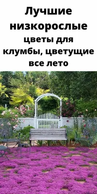 Неприхотливые однолетние садовые цветы для дачи и клумбы (фото с  названиями) ✿ Энциклопедия ландшафтного дизайна Landvis.ru