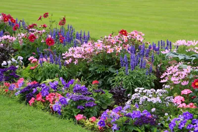 Лучшие низкорослые цветы для клумбы, цветущие все лето | Клумбы, Цветущие  кустарники, Растения