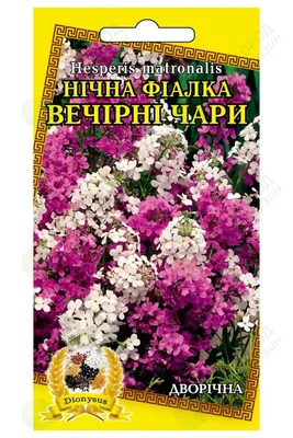 Цветы Вечерница Ночная фиалка Смесь ЦВ/П (СОТКА) 0,5гр двулетник до 80см