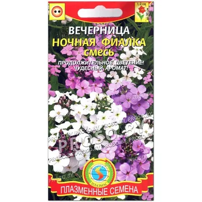 Семена цветов Ночная фиалка белая (Семена) по лучшей цене 5 ₴ | Планета  Агро | 515129731