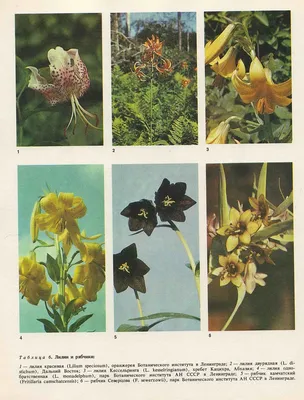 Растения и цветы: фотографии Номохарис во всех форматах
