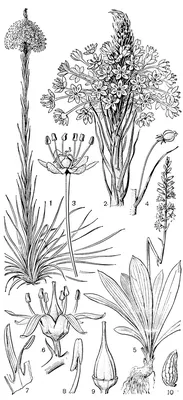 Растения и цветы: обои и фоны Номохарис для украшения вашего экрана