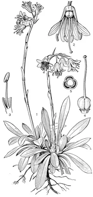 Растения и цветы: подборка Номохарис в разных размерах и форматах