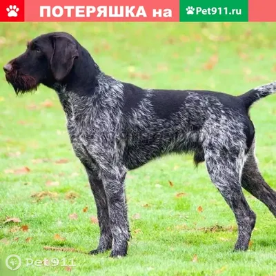 Детский сад для собак - Что делать ситуациях стресса? Шаг за шагом 🐕 1️⃣.  Посмотрите на себя. Часто хозяин \"заведен\", ему сложно и пес чувствует это  через слова, мимику, жесты, поведение… Сначала