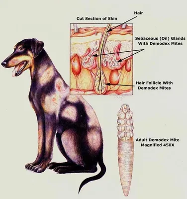 Основные симптомы и лечение демодекоз у домашних животных | Причины  заболевания, диагностика, препараты от демодекоза кошек и собак