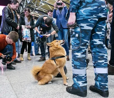 Искать в толпе заболевших коронавирусом будут 15 собак породы шалайка –  Москва 24, 02.10.2020