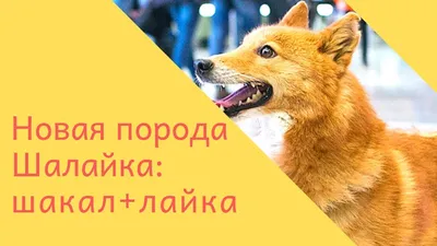 Wolfriend - В России официально появилась новая порода собак — Шалайка,  Шакалайка или Собака Сулимова. В кинологической ассоциации России  официально зарегистрировали новую породу собак, названную шалайкой. Это  гибрид шакала и ненецкой лайки.