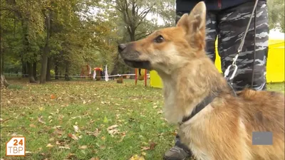 Плюс одна: в России зарегистрирована новая порода собак | TopDog -  Международные выставки собак