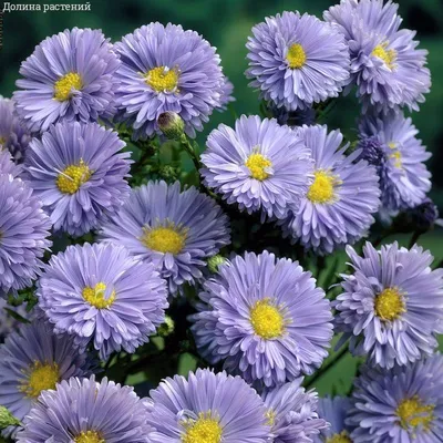 Астра новобельгийская (Aster novi-belgii `Marie Ballard`) - Астра  новобельгийская - Астра многол - Многолетники - Каталог -  LESKOVO-PITOMNIK.ru