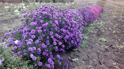 Астра новобельгийская Уайт Леди (Aster novi-belgii White Ladies)