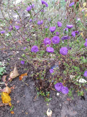 Астра новобельгийская Крисмон Брокейд (Aster novi-belgii Crimson Brocade)