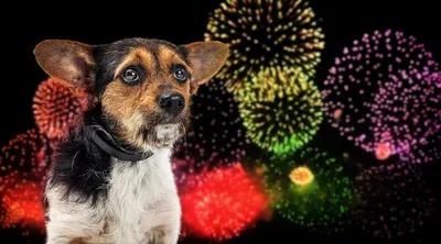 Собаки и... новогодние фейерверки | Новости Йошкар-Олы и РМЭ