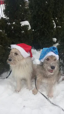 Смешные новогодние собаки - 78 фото