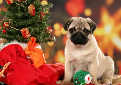Рождественская собачья шляпа, милые рога, слюнявчик, полотенце для собак,  кошек, новогодние вечерние костюмы для костюмированной вечеринки, наряд,  чихуахуа, Йорк, аксессуары для домашних животных | AliExpress