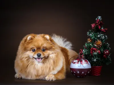 Чем опасны для собак новогодние украшения | Блог зоомагазина Zootovary.com