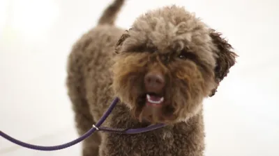 В Якутске усилят отлов бесхозяйных собак в новогодние выходные — Улус Медиа