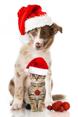 В Твери зоозащитники собирают новогодние подарки для бездомных собак и  кошек | 12.12.2022 | Тверь - БезФормата