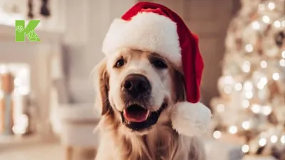 Новый год для собаки как правильно организовать праздник