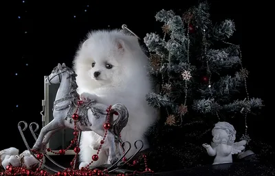 Рождественская подвеска «сделай сам», украшения для домашних питомцев, собак  и кошек, новогодние и новогодние подвесные украшения для рождественской  елки 2023 | AliExpress