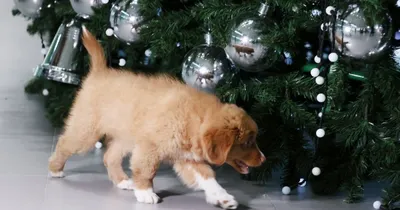 Как уберечь питомца в новогодние праздники: памятка для владельцев собак |  Гавкуша | Дзен