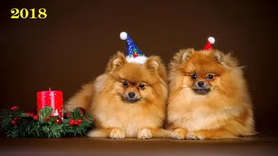 Самые новогодние собаки | Интересные факты | Узнай Всё