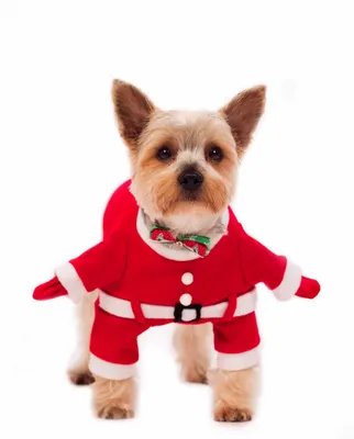 Новогодние костюмы для собак фото фотографии