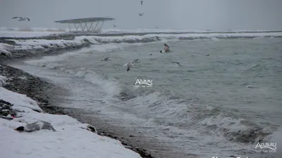 Новороссийск зимой. Море, чайки, обледеневший берег. 8.02.2012 г. фото