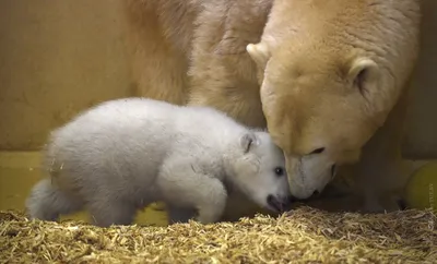 Новорожденный полярный медведь фотографии