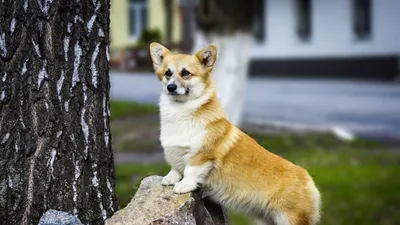 Список самых редких пород собак с названиями: описание и интересные факты –  зоомагазин Бетховен