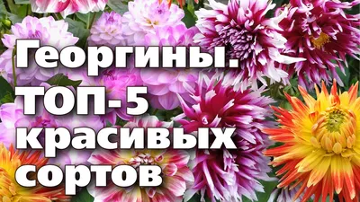 Семена георгин Гавриш Желанная 10006455 1 уп. - отзывы покупателей на  Мегамаркет