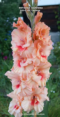 Гладиолус 888 SHTML Коллекция © Лазаревич Тамары mirgladiolus.ru МИР  ГЛАДИОЛУСОВ