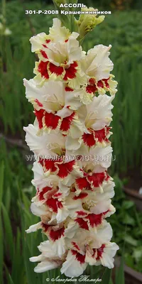 Гладиолус Ассоль mirgladiolus.ru © Лазаревич Тамара МИР ГЛАДИОЛУСОВ